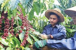 Xuất khẩu nông sản sang EU tăng mạnh nhờ EVFTA