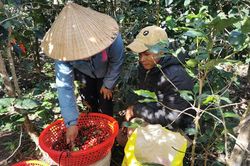 Trồng cà phê trên đỉnh mù sương