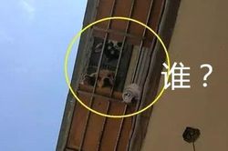 Linh cảm có kẻ nhìn lén mình phơi đồ, cô gái ngẩng đầu thấy cảnh tượng cười ra nước mắt
