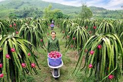Bộ Công Thương đề nghị các tỉnh phối hợp tìm cách tiêu thụ thanh long