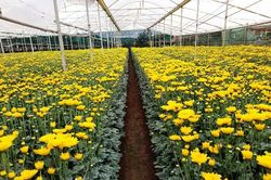 Lâm Đồng: Khởi sắc từ làng trồng rau, hoa Xuân Thọ