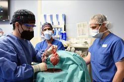 Mỹ thực hiện thành công ca ghép tim heo cho người đầu tiên trên thế giới