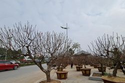TP Thanh Hóa thông báo 22 điểm bán hoa Tết Nhâm Dần 2022