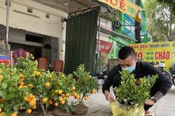 Thanh Hóa: Những chuyến cây cảnh Tết đầu tiên về phố