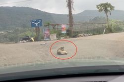 Nữ tài xế buộc phải lùi xe vì chú chó nằm giữa đường khi vào bản