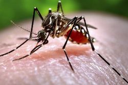 Các nhà khoa học Thụy Điển tìm ra bí quyết mới tiêu diệt muỗi gây sốt rét