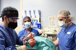 Đột phá: Thực hiện thành công ca ghép tim lợn cho người