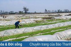 Bà con nông dân tập trung chống rét cho mạ