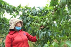 Trồng chanh dây sạch làm giàu trên đất B'Lao