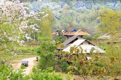 Ý nghĩa của Hoa Ban đối với người dân Điện Biên và người dân Tây Bắc