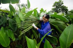 Nông dân ngoại thành Hà Nội hốt bạc nhờ trồng loại lá không thể thiếu dịp Tết