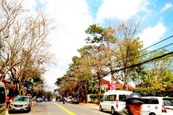 Hoa ban rừng trên phố núi