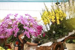 Hà Nội: Cắm hoa lan hồ điệp kiếm hơn 3 triệu mỗi ngày trong dịp Tết