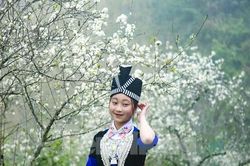 Thiếu nữ khoe sắc bên thiên đường hoa mận trắng xứ Nghệ đẹp như tranh