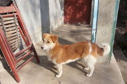 Chó mẹ dắt con đứng canh cổng suốt 2 năm, đợi chủ đi lính trở về: Ngàn vàng không mua nổi