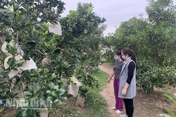 Mô hình trồng cây ăn quả kết hợp chăn nuôi cho hiệu quả kinh tế cao