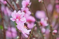 Cúng Rằm tháng Chạp vào ngày nào, giờ nào tốt nhất?