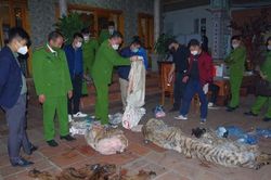 Bắt quả tang hộ gia đình Chủ tịch UBND xã ở Thái Nguyên giết Hổ nấu cao