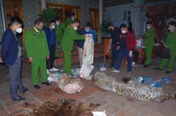 Chủ tịch xã ở Thái Nguyên bị bắt giữ vì giết mổ hổ nấu cao