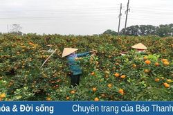 Quất cảnh Đông Hoàng rộn ràng đón tết