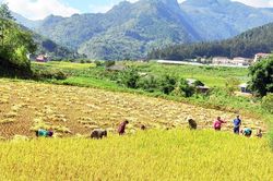 Quy định giá thóc thu thuế sử dụng đất nông nghiệp trên địa bàn tỉnh năm 2022
