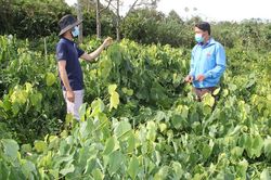 Rau rừng xanh tốt trong vườn nhà