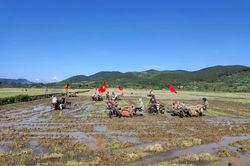 Ra quân xuống đồng cày đất, gieo sạ đồng loạt