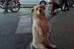 Chú chó hoang ngày ngày ngồi bệt trước quán gà nướng, hiểu ra lý do ai cũng phì cười