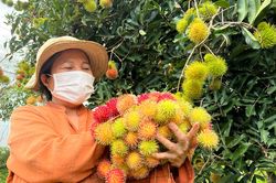 Về vùng 'thủ phủ' trái cây Quảng Ngãi ngày giáp Tết