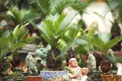 Độc đáo vạn tuế bonsai mini giá tiền triệu xuống phố phục vụ Tết Nguyên đán