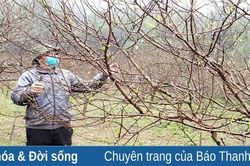 Nông dân xã Xuân Du tích cực chăm sóc đào tết
