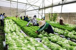 Vượt khó đẩy mạnh xuất khẩu nông sản