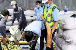 Phát hiện vụ nhập lậu ngà voi và vảy tê tê lớn qua cảng Tiên Sa