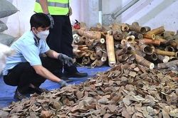 Bắt vụ nhập lậu hơn 6,6 tấn ngà voi và vảy tê tê tại cảng Tiên Sa