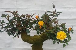 Mãn nhãn hồng bonsai giả cổ hơn nửa triệu đồng chơi Têt