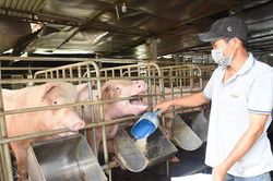 Giá lợn hơi đồng loạt tăng trong tháng giáp Tết