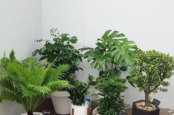 Bốn cây cảnh 'bảng vàng' hút khí độc, các bà nội trợ không nên bỏ qua