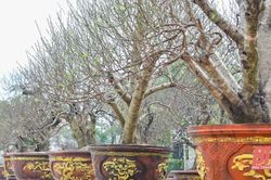 Đào cổ thụ xuống phố đón xuân về