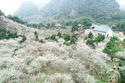 Tinh khôi mùa hoa mận