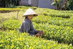 Kinh tế Nông nghiệp - Nông thôn Phân kỳ cho từng bước đi