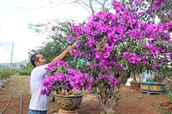 Gia Lai: Nghề trồng hoa ngũ sắc hút khách dịp Tết