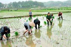 Rét đậm, rét hại còn khó đoán, khuyến cáo người dân tạm dừng cấy sớm