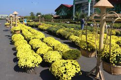 Đồng Tháp: Nhiều loại hoa mới, lạ phục vụ thị trường Tết