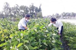 Đời sống Vừa phát triển kinh tế, vừa giúp cộng đồng