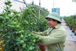 Quất Tứ Liên nhộn nhịp những ngày giáp Tết