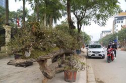 Cận cảnh tác phẩm nhất chi mai - Cửu long quy tụ có giá gần 300 triệu đồng
