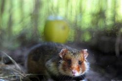 Hong Kong tiêu hủy hàng nghìn con chuột hamster