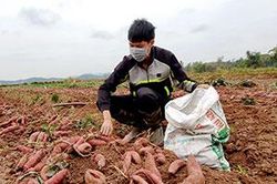Lộc Bình: Phát triển vùng trồng khoai lang gắn với thị trường tiêu thụTin khácQuy định 37 về những điều đảng viên không được làm: Lăng kính để đảng viên tự soi, tự sưảTiêm nhắc lại mũi 3 vắc xin COVID-19: Đảm bảo an toàn, nhanh chóng, hiệu quả