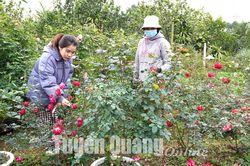 Làng hoa Lý Nhân rộn ràng đón Tết