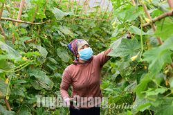 Phát triển nguồn rau sạch phục vụ Tết